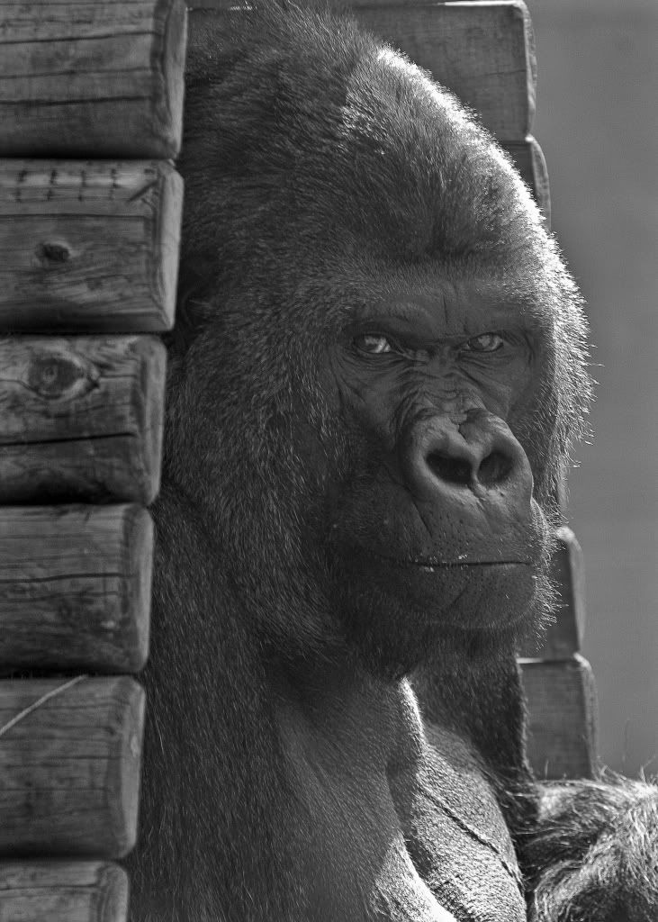 bikini gorilla picture sex teen nerd porn